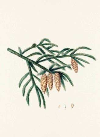 Téléchargez les photos : Représentation botanique vintage de pinecone fruits. Assiette provenant d'un livre botanique du XIXe siècle - en image libre de droit