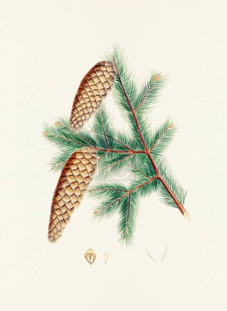 Téléchargez les photos : Représentation botanique vintage de pinecone fruits. Assiette provenant d'un livre botanique du XIXe siècle - en image libre de droit