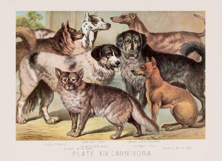 Foto de Razas de perros. Una ilustración zoológica vintage del siglo XIX, que aparece en un libro sobre el reino animal. - Imagen libre de derechos