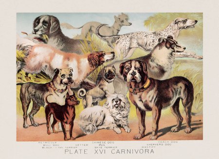 Foto de Razas de perros. Una ilustración zoológica vintage del siglo XIX, que aparece en un libro sobre el reino animal. - Imagen libre de derechos