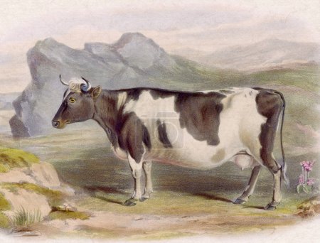 Téléchargez les photos : Illustration numérique de vache de style vintage sur fond beige texturé - en image libre de droit