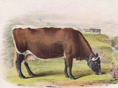 Photo for Digital vintage-style cow illustration on a textured beige background - Royalty Free Image