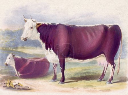 Photo for Digital vintage-style cow illustration on a textured beige background - Royalty Free Image
