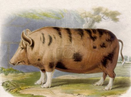 Photo for Digital vintage-style pig illustration on a textured beige background - Royalty Free Image