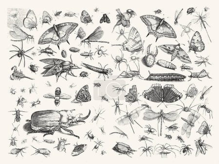 Téléchargez les photos : Collection de bugs. Illustrations exquises d'insectes sur papier texturé beige Arrière-plan : papillons, coléoptères, libellules, mouches, abeilles, araignées et plus. - en image libre de droit