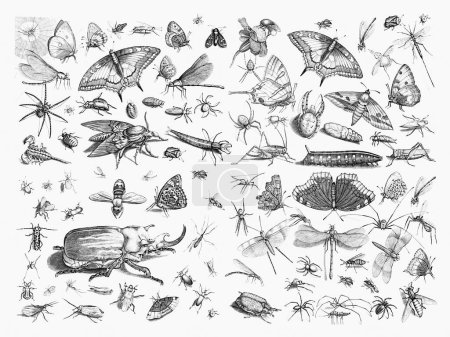 Téléchargez les photos : Collection de bugs. Illustrations exquises d'insectes sur papier texturé blanc Contexte : papillons, coléoptères, libellules, mouches, abeilles, araignées et plus. - en image libre de droit