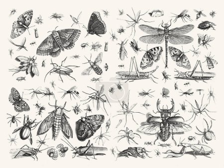 Téléchargez les photos : Collection de bugs. Illustrations exquises d'insectes sur papier texturé beige Arrière-plan : papillons, coléoptères, libellules, mouches, abeilles, araignées et plus. - en image libre de droit