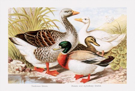 Téléchargez les photos : Illustration vintage mettant en valeur les races de canards et d'oies. Ca. 1870 - en image libre de droit