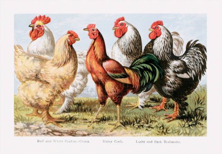 Téléchargez les photos : Illustration vintage de races de volailles, avec coqs et poules. Ca. 1870 - en image libre de droit