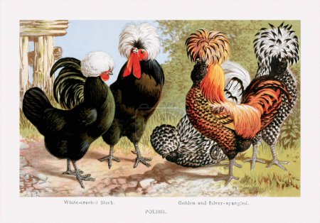 Foto de Ilustración vintage de razas avícolas, con gallos y gallinas. Ca. 1870 - Imagen libre de derechos