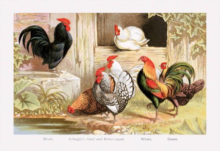 Téléchargez les photos : Illustration vintage de races de volailles, avec coqs et poules. Ca. 1870 - en image libre de droit