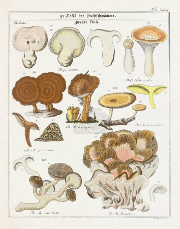 Téléchargez les photos : Illustration botanique vintage de champignons et champignons du début du XIXe siècle, affichant son âge à travers des tons décolorés. - en image libre de droit