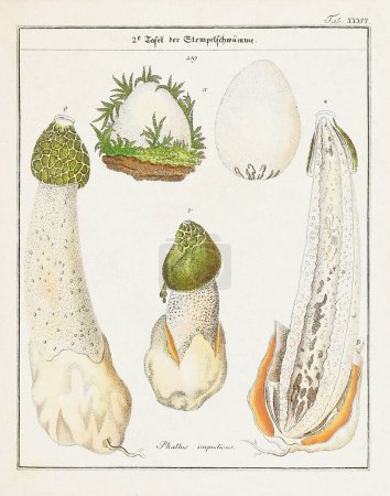 Téléchargez les photos : Illustration botanique vintage de champignons et champignons du début du XIXe siècle, affichant son âge à travers des tons décolorés. - en image libre de droit
