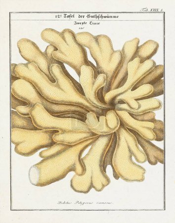 Photo for Vintage botanical illustration of mushrooms and fungi from the early 19th century, displaying its age through faded tones. - Royalty Free Image