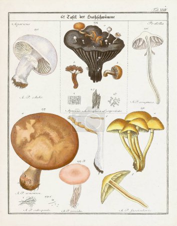 Photo for Vintage botanical illustration of mushrooms and fungi from the early 19th century, displaying its age through faded tones. - Royalty Free Image