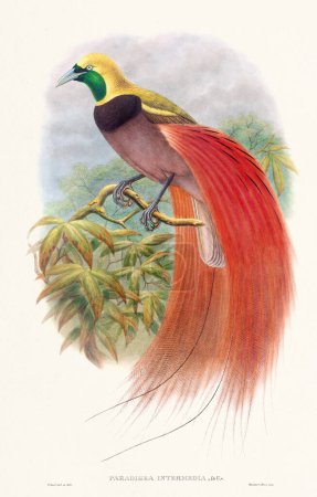 Téléchargez les photos : Illustration Vintage Bird of the Paradise des années 1800. Une représentation vibrante et détaillée des oiseaux dans leurs habitats tropicaux luxuriants. - en image libre de droit