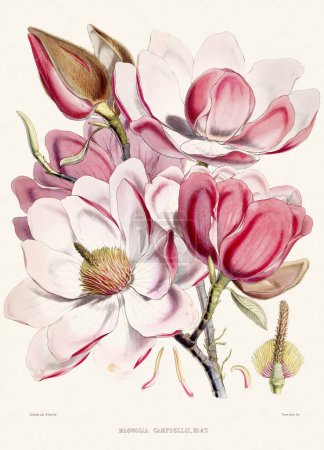 Ilustración botánica vintage. Placa de libro botánico que representa plantas nativas del Himalaya Publicado en el siglo XIX.