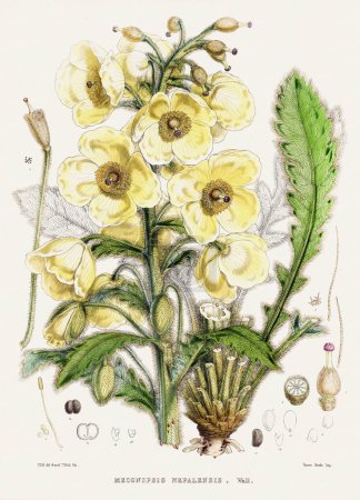 Vintage Botanical illustration. Botanische Buchtafel mit Pflanzen aus dem Himalaya, erschienen im 19. Jahrhundert.
