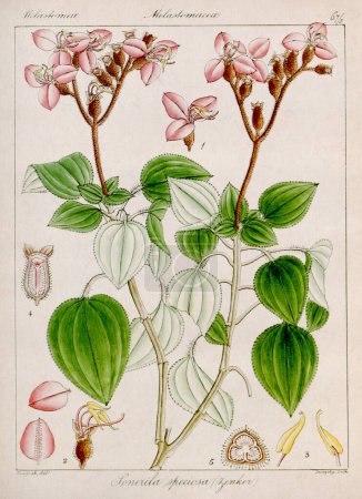 Vintage botanical illustration. It's a plate taken from a 19th-century botanical book focusing on the flora of Nilgiri, India.