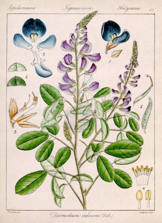 Vintage botanische Illustration. Es handelt sich um einen Teller aus einem botanischen Buch aus dem 19. Jahrhundert über die Flora von Nilgiri, Indien.