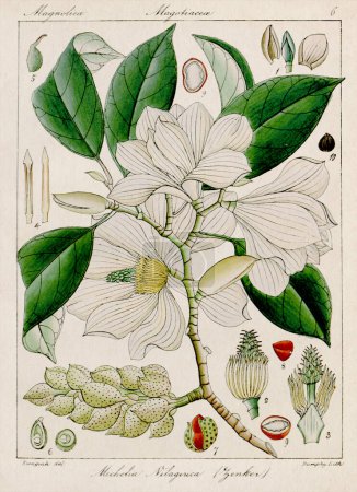 Illustration botanique vintage. C'est une assiette tirée d'un livre botanique du 19ème siècle sur la flore de Nilgiri, en Inde..