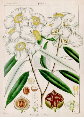 Vintage botanical illustration. It's a plate taken from a 19th-century botanical book focusing on the flora of Nilgiri, India.
