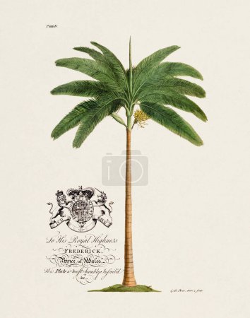 Palmera. Ilustración botánica del siglo XVIII por Ehret, George Dionysius, 1708-1770.