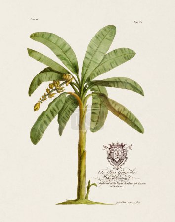Banana Tree. Botanical illustration from the 18th century by Ehret, George Dionysius, 1708-1770.