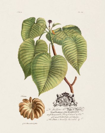 Sandbox Tree. Botanical illustration from the 18th century by Ehret, George Dionysius, 1708-1770.