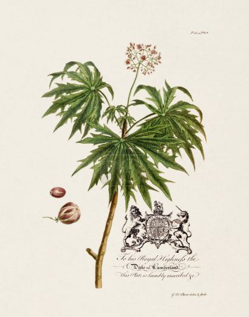Castor Oil Plant. Botanical illustration from the 18th century by Ehret, George Dionysius, 1708-1770.