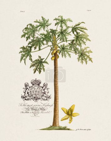Papaya Tree. Botanical illustration from the 18th century by Ehret, George Dionysius, 1708-1770.