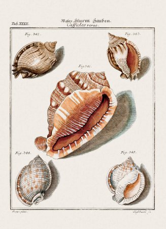 Vintage Muschel Illustration. Deutsche Zoologische Kunst aus dem 18. Jahrhundert.