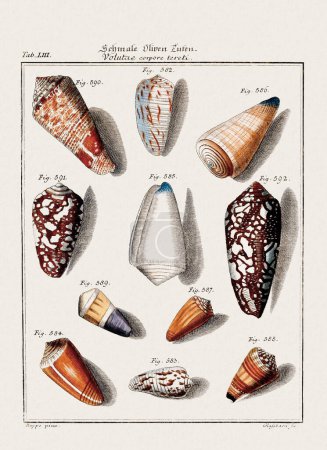Vintage Muschel Illustration. Deutsche Zoologische Kunst aus dem 18. Jahrhundert.