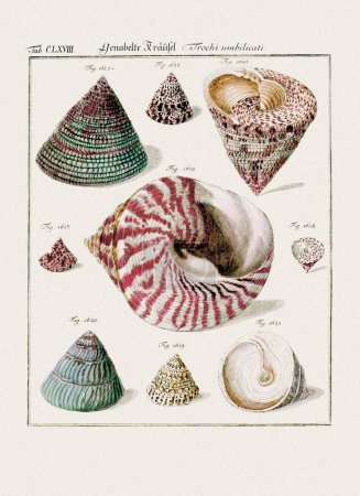 Illustration de coquillage vintage. Art zoologique allemand du XVIIIe siècle.