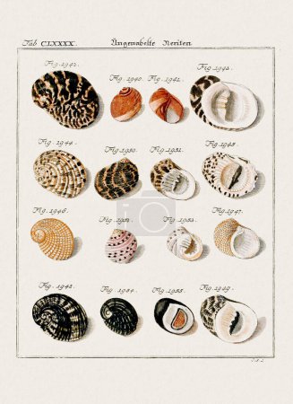 Vintage seashell illustration. German zoological art from the 18th century.