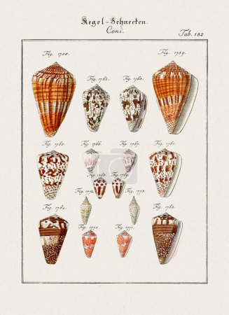 Ilustración de concha marina vintage. Arte zoológico alemán del siglo XVIII.