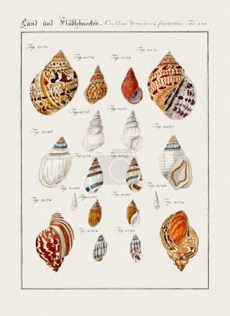 Vintage seashell illustration. German zoological art from the 18th century.