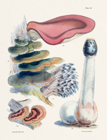 Photo for Vintage Mushroom Illustration: Botanical Fungi Art - Royalty Free Image