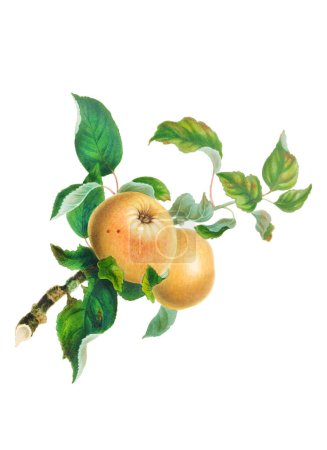 Manzanas coloridas. Vibrante ilustración de manzanas frescas y jugosas. 