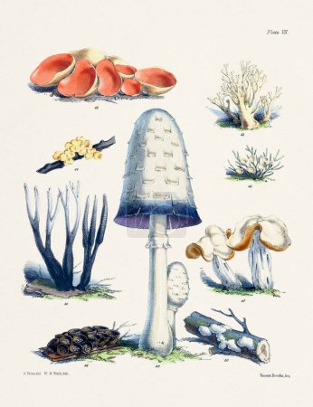 Photo for Vintage Mushroom Illustration: Botanical Fungi Art - Royalty Free Image
