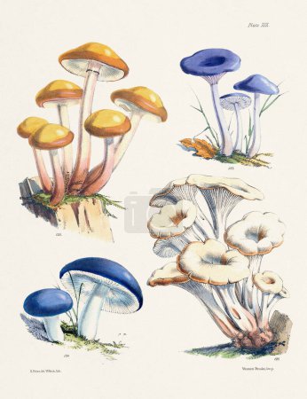 Vintage Mushroom Illustration: Botanical Fungi Art