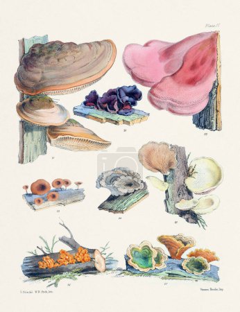 Téléchargez les photos : Illustration de champignons vintage : Art botanique fongique - en image libre de droit