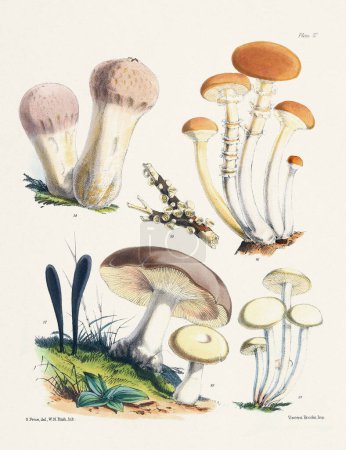 Téléchargez les photos : Illustration de champignons vintage : Art botanique fongique - en image libre de droit