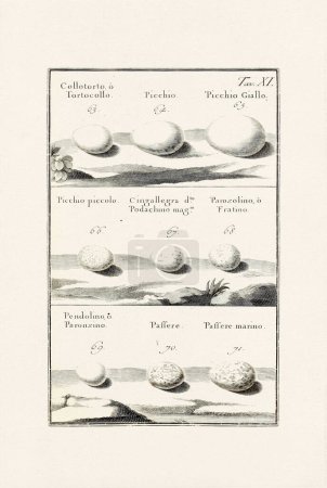 Illustration des ?ufs d'oiseaux : Un délicat dessin à l'encre ornithologique décrivant les ?ufs de différentes espèces d'oiseaux. Ceci est une vieille illustration d'un livre italien publié en 1737.