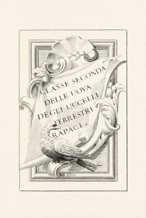 Chapter title page of an old ornithological book about bird eggs, featuring a delicate ink drawing illustration from an Italian book published in 1737.