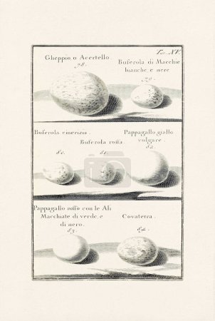 Bird Eggs Illustration: A delicate ornithological ink drawing describing the eggs of different bird species. This is an old illustration from an Italian book published in 1737.