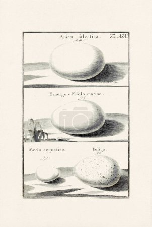 Bird Eggs Illustration: Un delicado dibujo de tinta ornitológica que describe los huevos de diferentes especies de aves. Esta es una vieja ilustración de un libro italiano publicado en 1737.