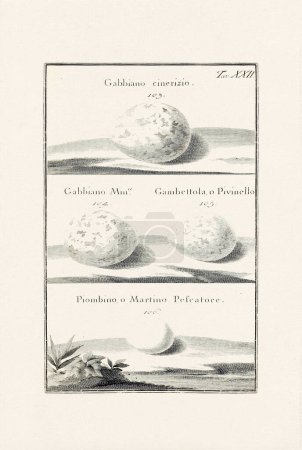 Photo for Bird Eggs Illustration: A delicate ornithological ink drawing describing the eggs of different bird species. This is an old illustration from an Italian book published in 1737. - Royalty Free Image