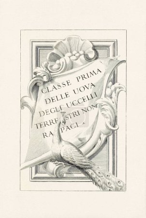 Foto de Portada del capítulo de un viejo libro ornitológico sobre huevos de ave, con una delicada ilustración del dibujo de tinta de un libro italiano publicado en 1737. - Imagen libre de derechos