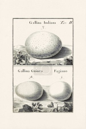 Foto de Bird Eggs Illustration: Un delicado dibujo de tinta ornitológica que describe los huevos de diferentes especies de aves. Esta es una vieja ilustración de un libro italiano publicado en 1737. - Imagen libre de derechos